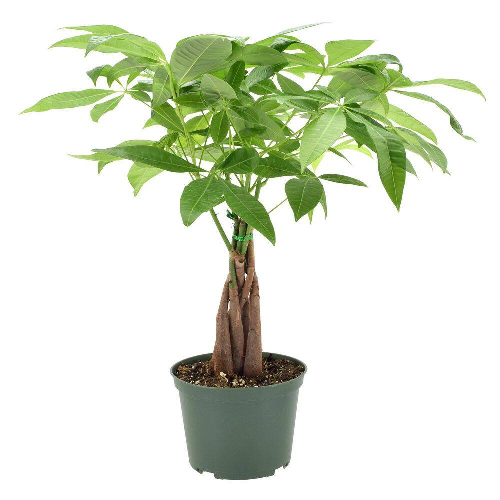 Arcadia Garden Products 6 in. Money Tree Plant Green Plastic Grower Pot LV64