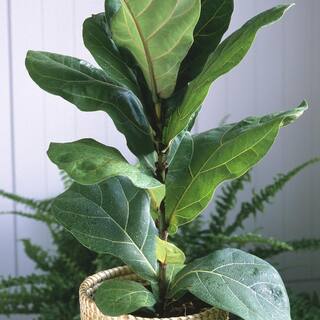 national PLANT NETWORK 10 in. Fiddle Leaf Fig Plant HD7668