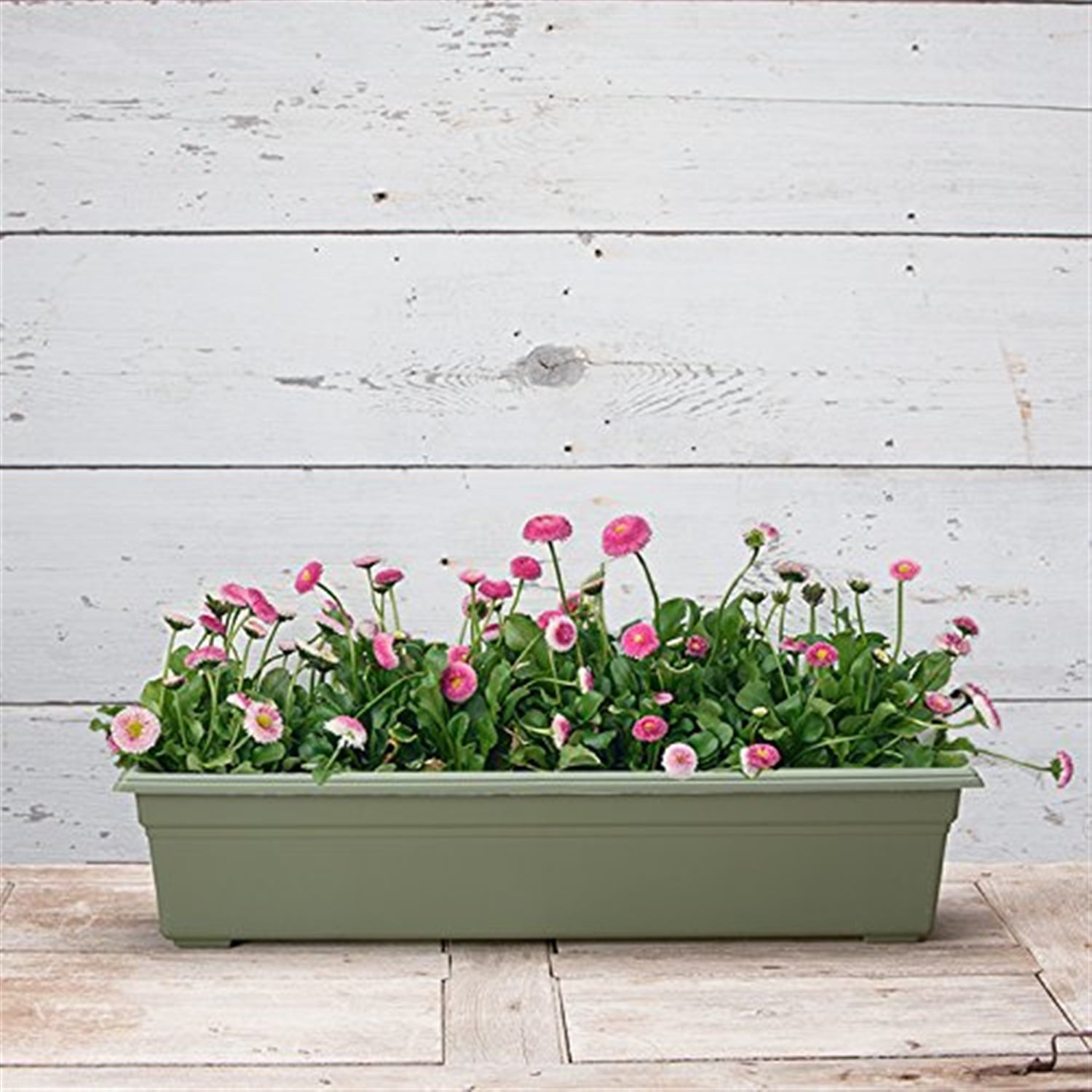 Novelty Countryside Flower Box, 30 Inch, Sage