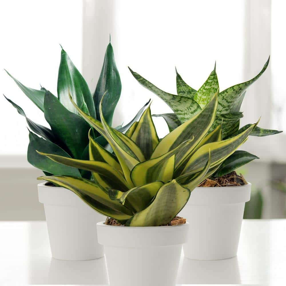 national PLANT NETWORK 4 in. Sansevieria Hahnii (3-Pack) HD1825