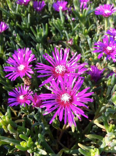 Delosperma Cooperi(Hardy Ice Plant)