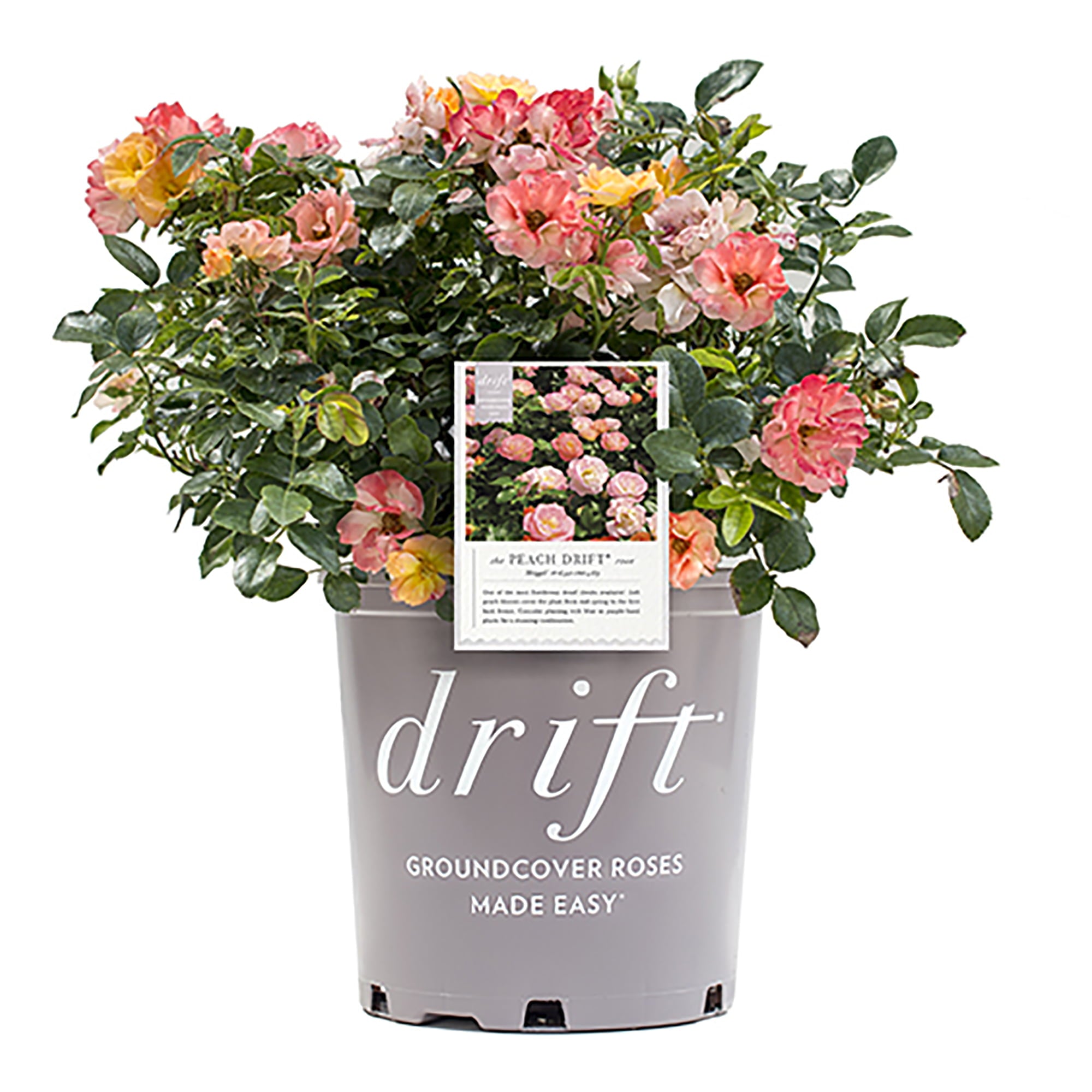 Drift Peach Rose Live Shrub (2 Gallon)