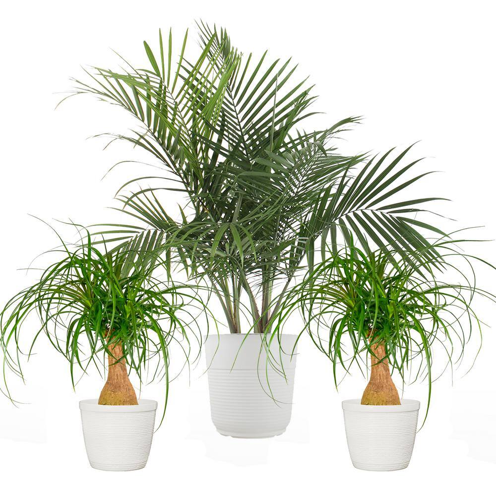 Vigoro 10 in. Majesty Palm and (2) 6 in. Ponytail Palm Plant in White Decor Planter (3 Pack) ML-MAP-S-VPW-03