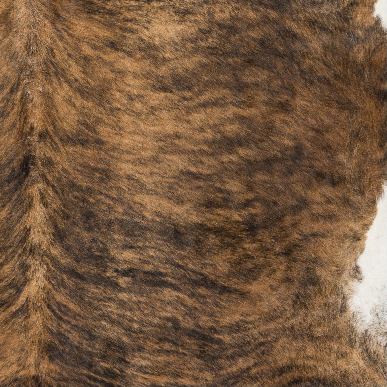 Duke Collection Animal Area Rug in Brown rugs