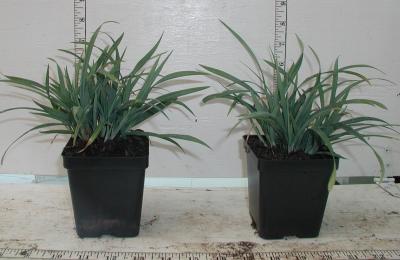 Classy Groundcovers - Carex laxiculmis 'Hobb' (Bunny Blue  )  {25 Pots - 3 1/2 inch Square}