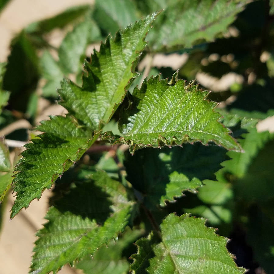 Osage Thornless Blackberry Bush (2.5 Quart) Fruit-Bearing Deciduous Shrub - Full Sun Live Outdoor Plant - Southern Living Plant Collection