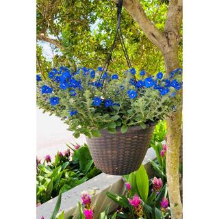 Pure Beauty Farms 2 Gal. Blue Daze Evolvulus Plant in 12 In. Hanging Basket DC12HBLUEDAZE