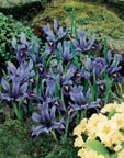 IRIS DUTCH RETICULATA MINIATURE