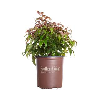 SOUTHERN LIVING 1.5 Gal. Blush Pink Nandina Live Evergreen Shrub Pink to Red Blushing Foliage 43072