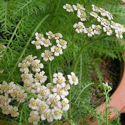 Achillea millefolium, Yarrow - Plant