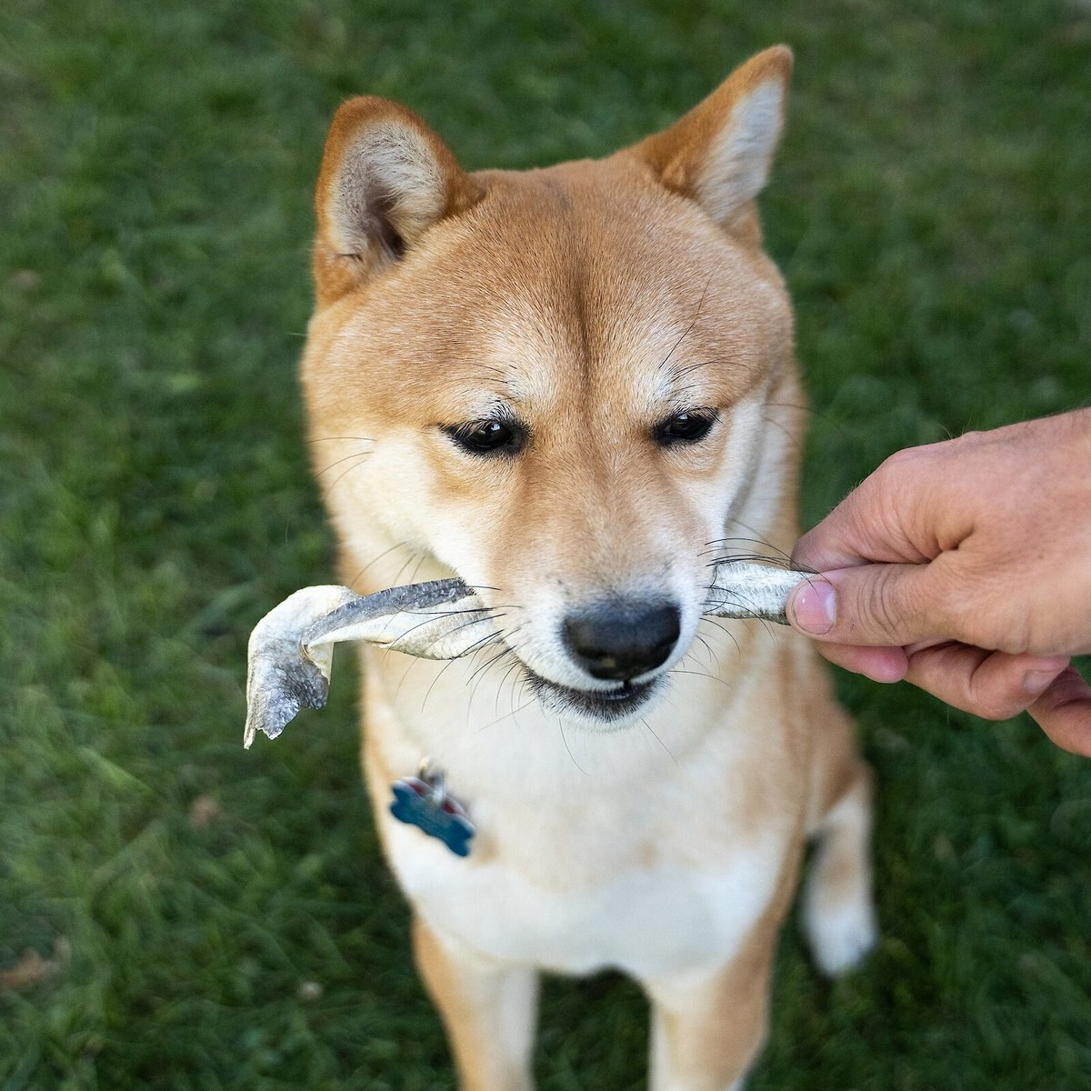 Flourish Cod Skins Freeze-Dried Dog Treats