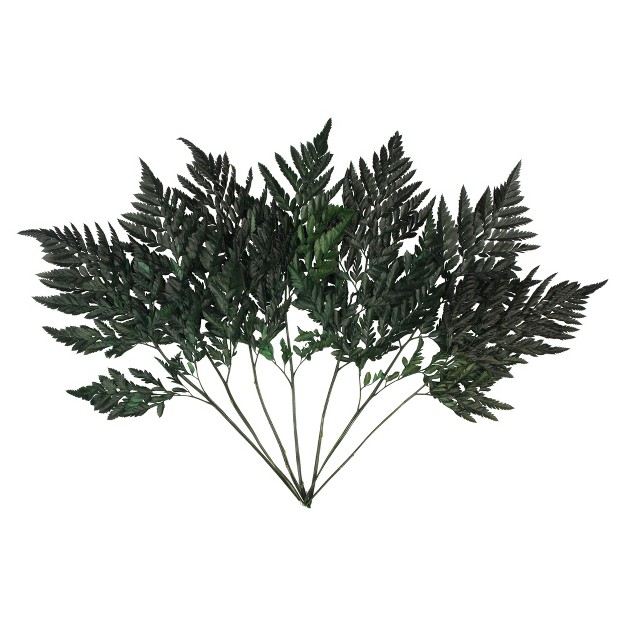 Fern Green Fern-leatherleaf， 6 Stems， Preserved