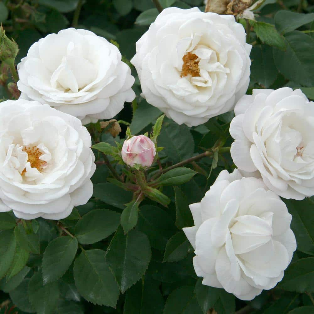 BLOOMABLES 2 Qt. Bloomables Pearlescent with Rose Bush with Pure White Flowers in Stadium Pot 84603