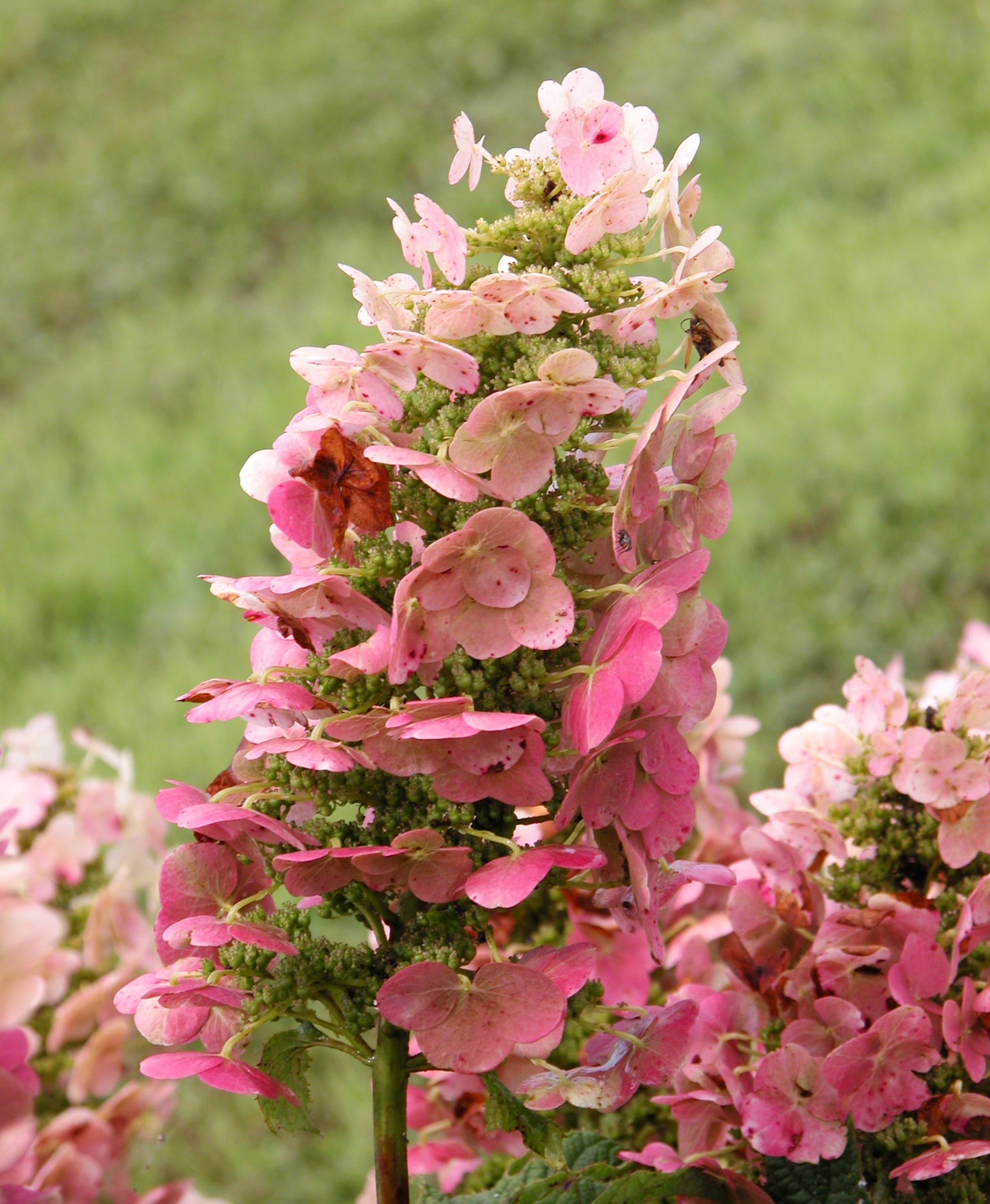 Ruby Slippers Dwarf Oakleaf Hydrangea Dormant Bare Root Starter Flowering Shrub (1-Pack)