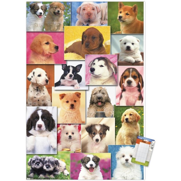 Trends International Keith Kimberlin Puppies Grid Unframed Wall Poster Prints