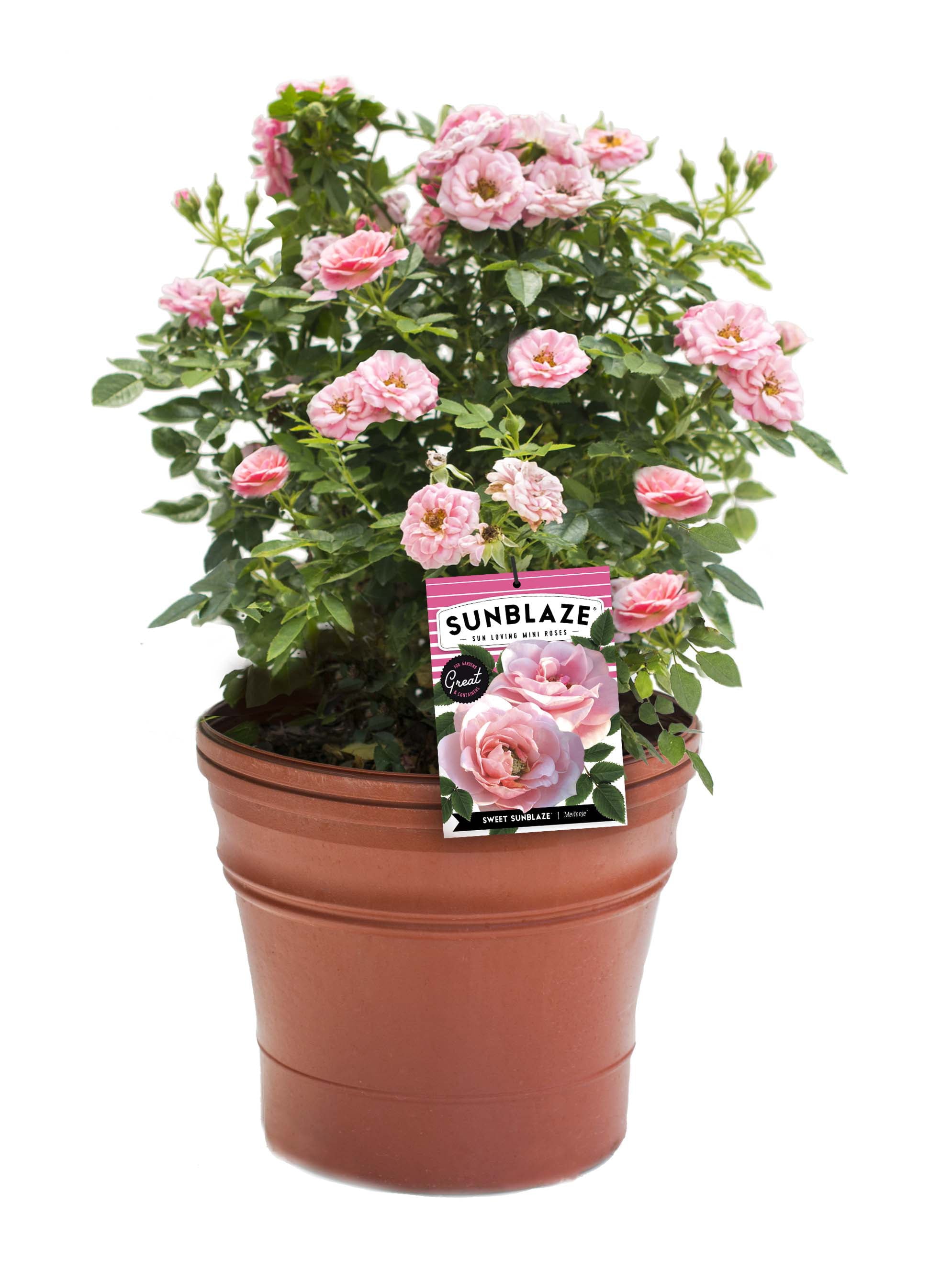 Bareroot Sunblaze® Sweet Miniature Rose with Light Pink Flowers - Live Plants - 2 Piece