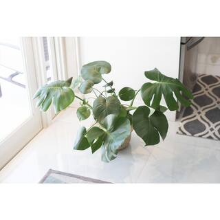 Costa Farms Philodendron Monstera Swiss Cheese Indoor Plant in 10 in. Gray Planter Avg. Shipping Height 2-3 ft. Tall CO.PM10.3.CYL