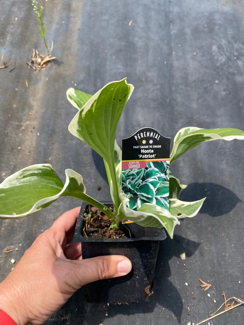 3 Patriot Hosta Plants in 3.5 inch cups