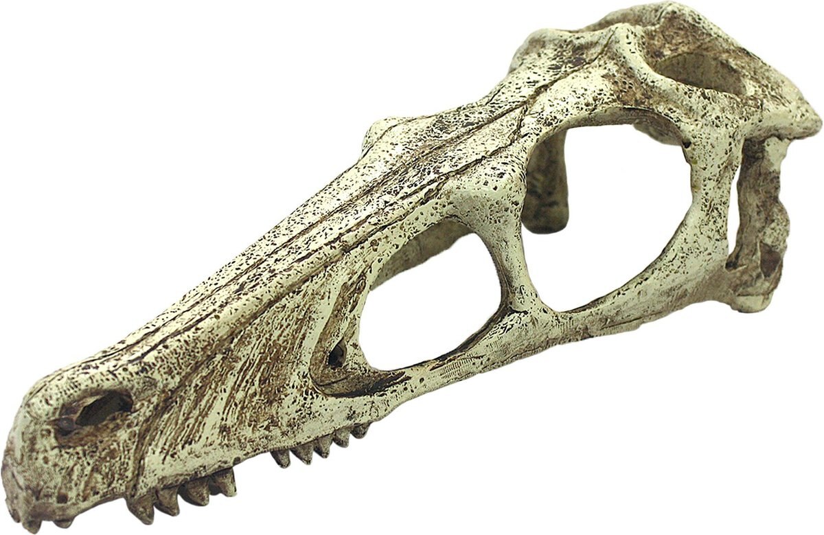 Komodo Raptor Skull