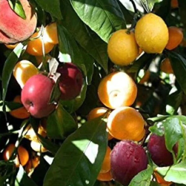 5 in 1 Fruit Cocktail Tree -  5 Different Fruits on One Plant | Hybrid plant which has up to 5 fruits in one tree.  Combination of fruits that can include peaches, plums, nectarines and apricots. Fruit Cocktail Trees are self-pollinating