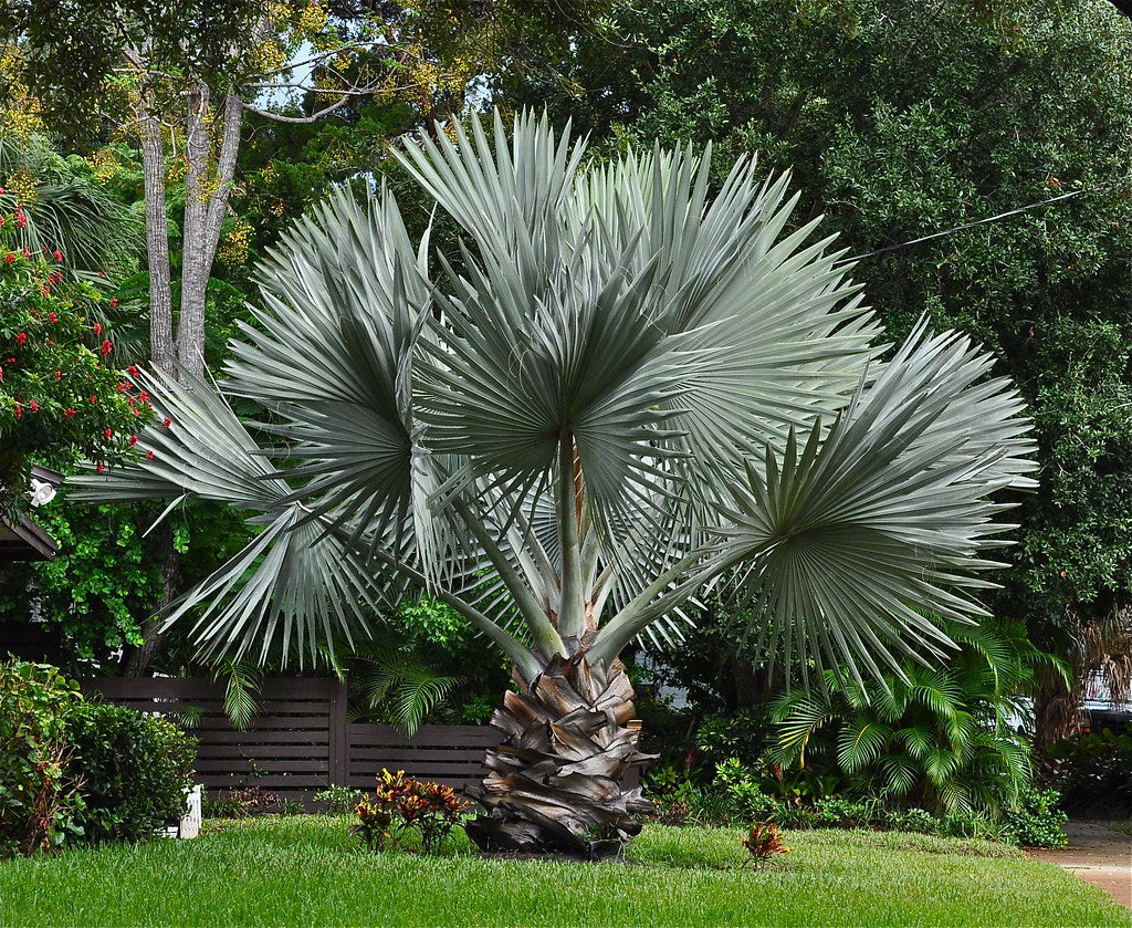 Wekiva Foliage - Silver Bismarck Palm - Live Plant in a 5 Gallon Pot - Bismarckia Nobilis - Full Sun - Rare Palms of Florida