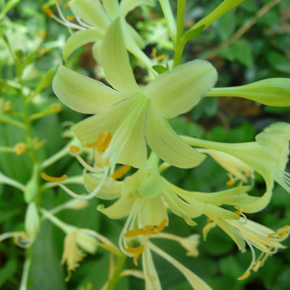 VAN ZYVERDEN Hosta Miracle Lemony First Ever Yellow Flowering (Set of 3 Roots) 83796