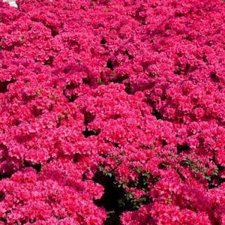 BELL NURSERY 1 Gal. National Beauty Azalea Live Flowering Evergreen Shrub Pink Flowers AZLEA1NAT1PK