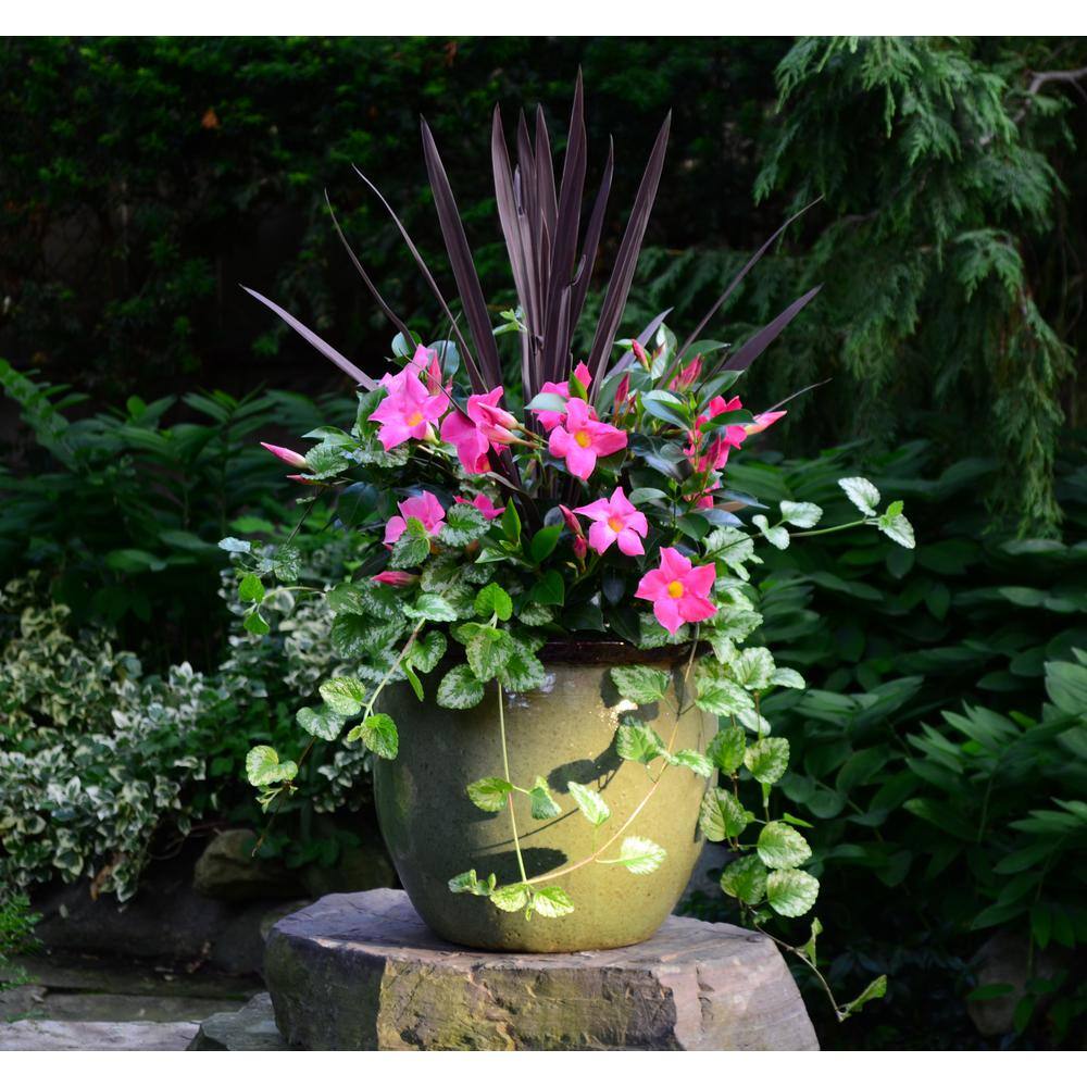 Rio 2 Qt. Dipladenia Flowering Annual Shrub with Pink Blooms 1004124256