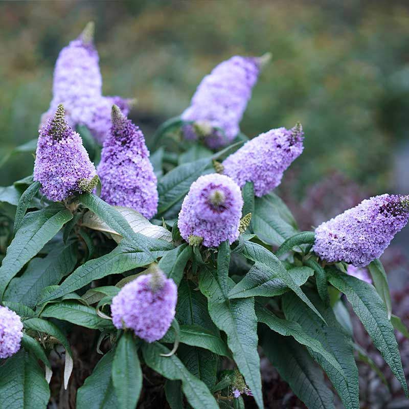 Buddleia X Pugster Amethyst Butterfly Bush