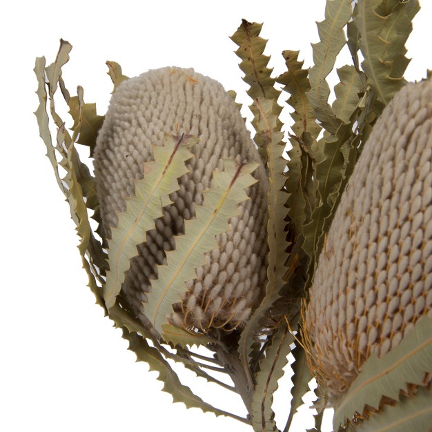 Vickerman Banksia Menziesii Dried