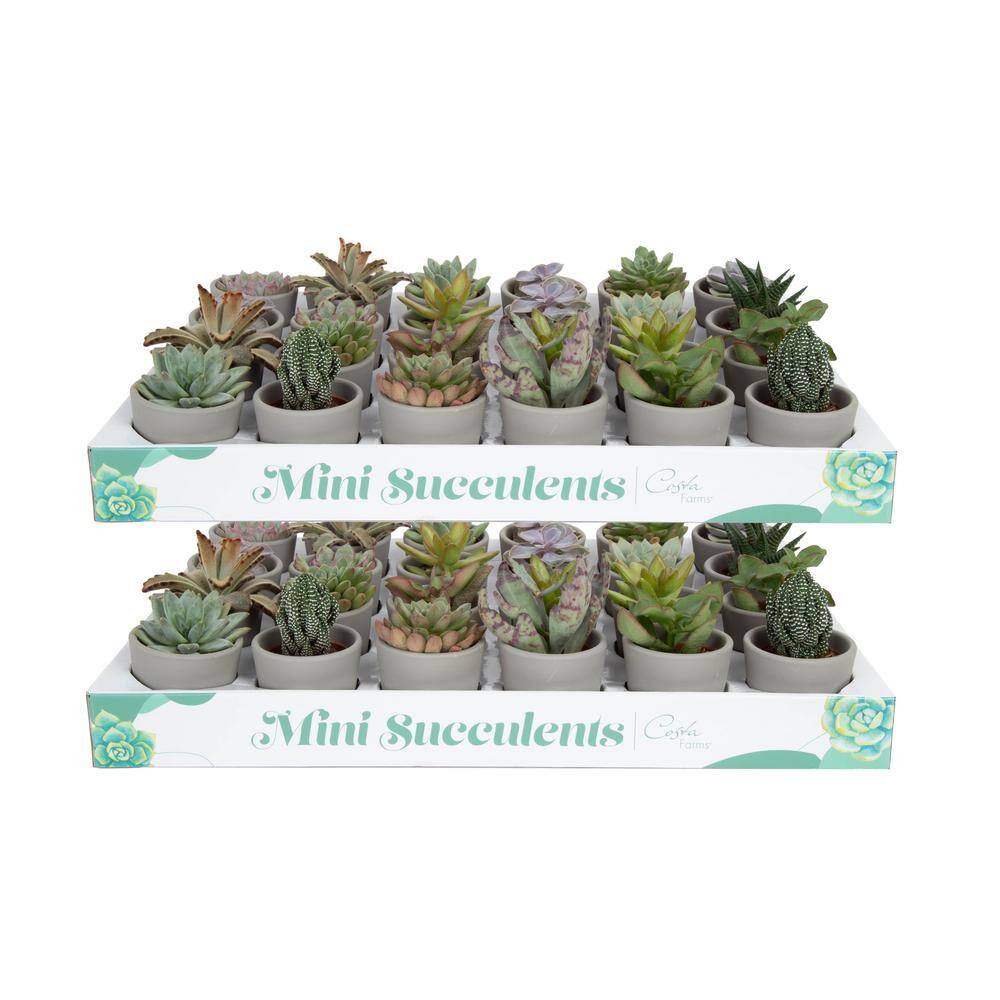 Costa Farms Mini Indoor Succulent Plants in 2 in. Ceramic Pots and Tray Avg. Shipping Height 2 in. Tall (48-Pack) CO.2SUCTRAY48