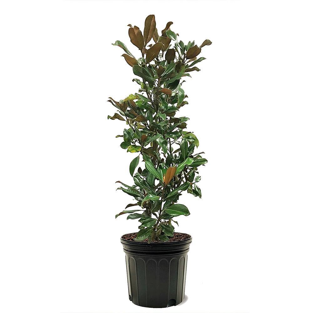 #7 Pot White Flowering Bracken's Brown Beauty Evergreen Magnolia Tree MAGBRA07G