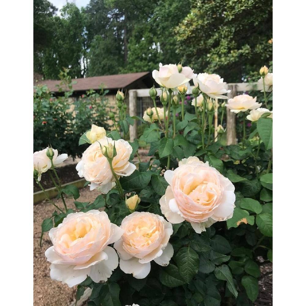 BELL NURSERY 3 Gal. Moonlight in Paris Rose with Cream Flowers (2-Pack) ROSA3MIP2PK