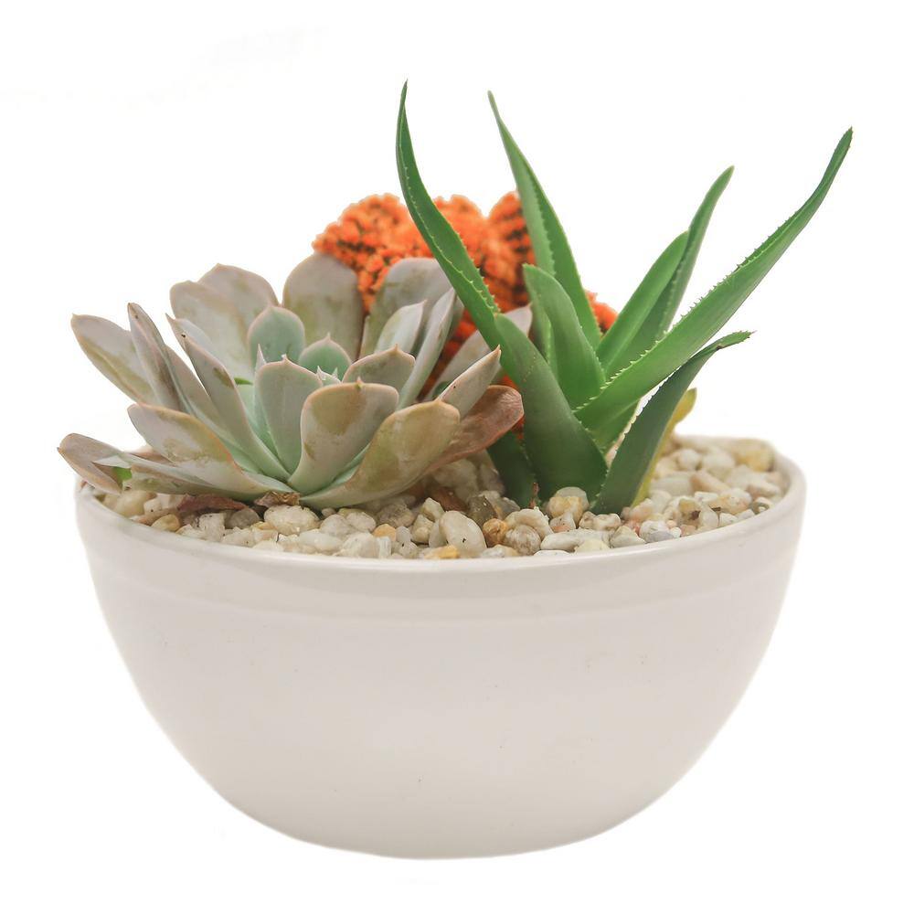 Costa Farms Indoor Cacti and Succulent Garden in 6 in. White Ceramic Bowl Avg. Shipping Height 8 in. Tall CO.CGD6.3.BLIS