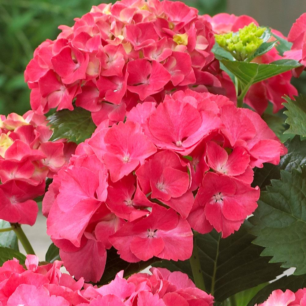 Red Sensation Hydrangea