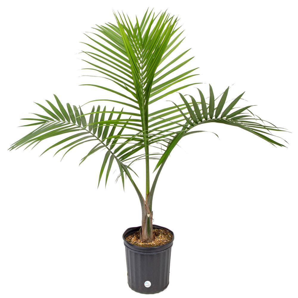 Costa Farms Majesty Indoor Palm in 9.25 in. Grower Pot Avg. Shipping Height 3-4 ft. Tall 10MAJ