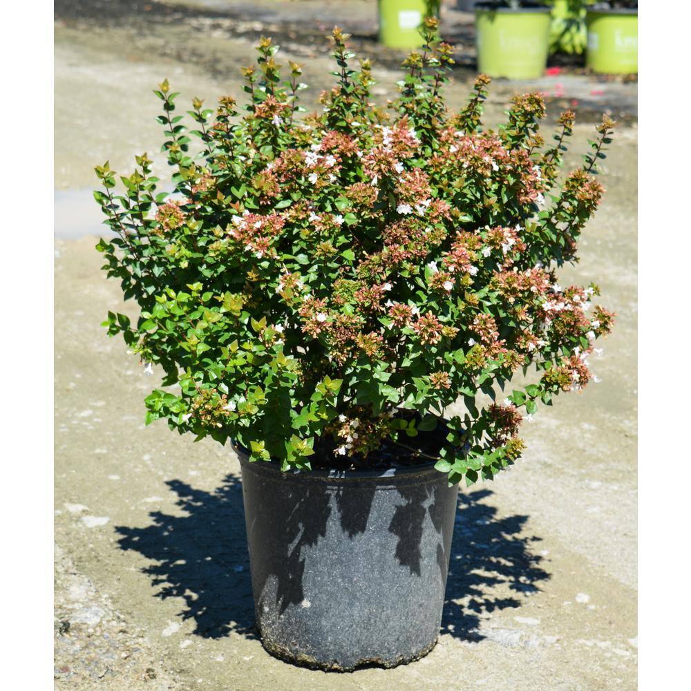 Vigoro 2.5 Gal. Rose Creek Abelia Shrub Tough Plant with White Flowers that Attract Butterflies Deer-Resistant 10014