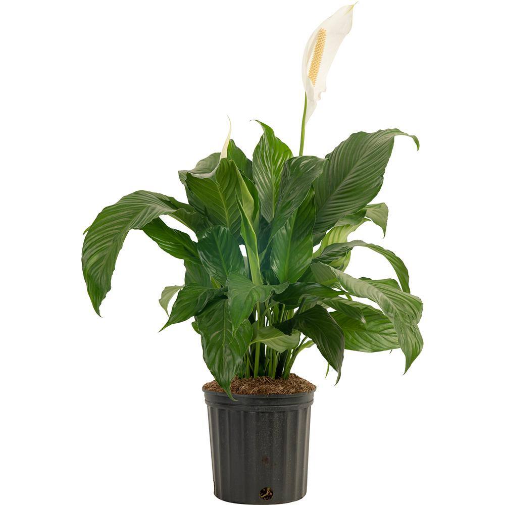 Costa Farms Spathiphyllum Sweet Pablo Indoor Peace Lily in 9.25 in. Grower Pot Avg. Shipping Height 2-3 ft. Tall 10SPATHSWEET