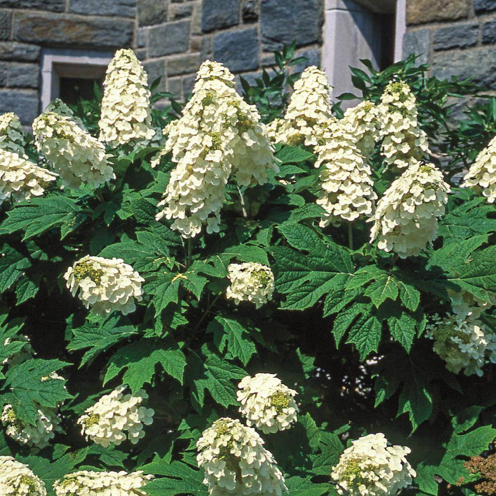 Spring Hill Nurseries 4 in. Pot Snow Queen Oakleaf Hydrangea Live Deciduous Flowering Shrub (1-Pack) 07077