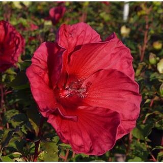 SEASON TO SEASON 2 Gal. Summer Spice with Pink Blooms Pink Champagne Hibiscus Plant 18060