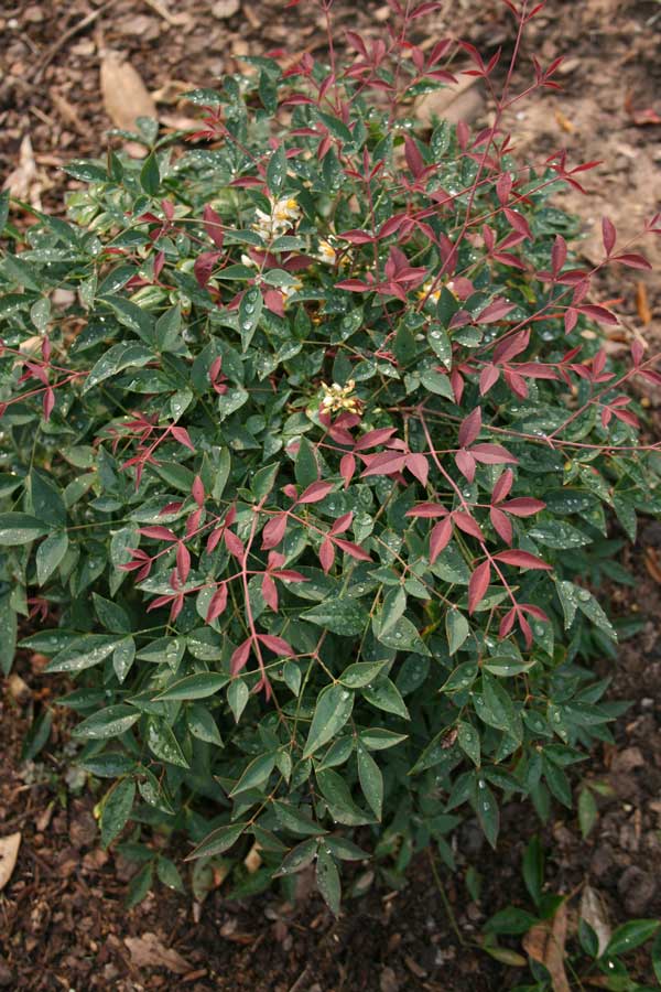 Flirt Nandina Shrub