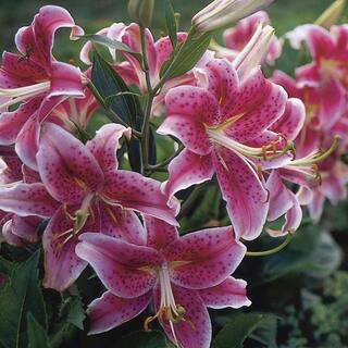 Pure Beauty Farms 3.20 Qt. Oriental Lily Plant in 7.5 in. Deco Pot BOPIS4536