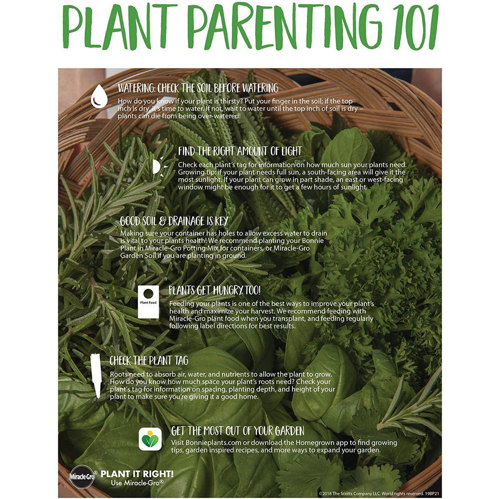 Bonnie Plants 19 oz. Curled Parsley Herb Plant 1003800701