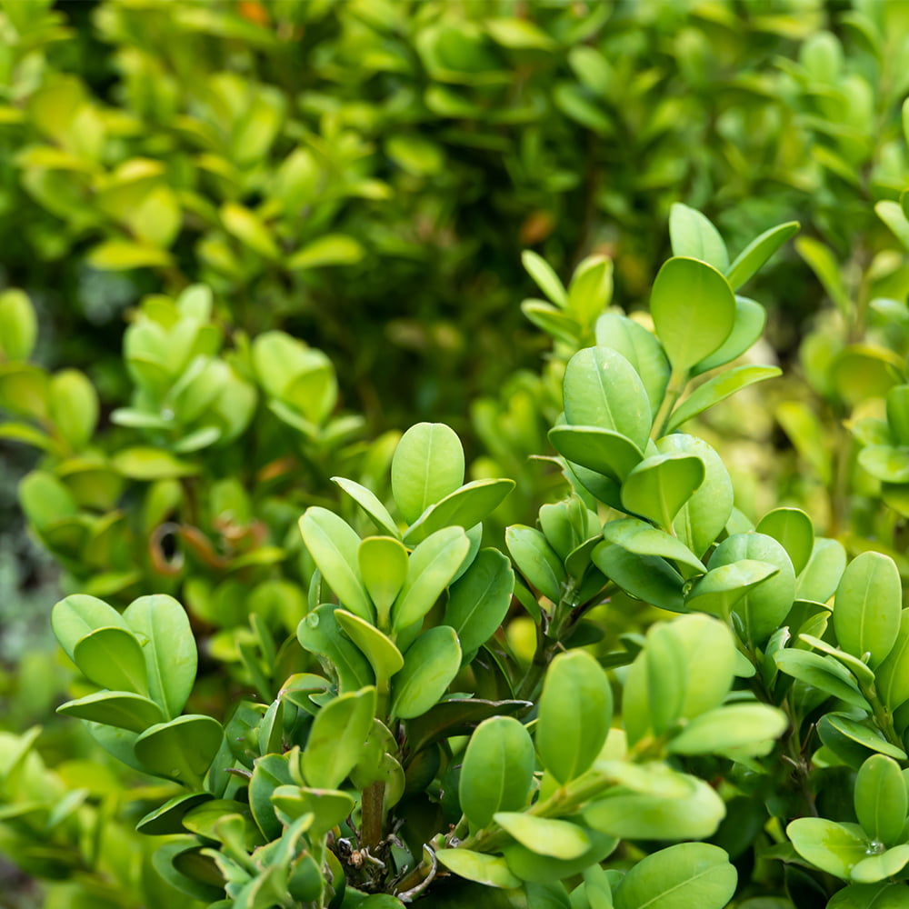 Altman Plants Japanese Boxwood Foundation/Hedge Shrub in 2.5-Quart Pot