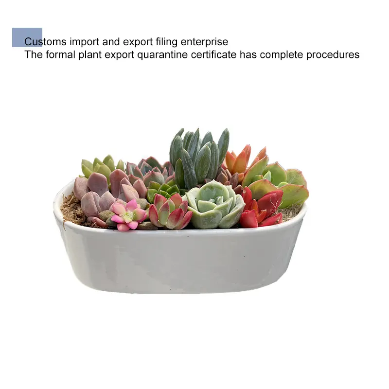 China Nursery Direct Supply Succulent Plants Live Eco Friendly Artificial Indoor Plants