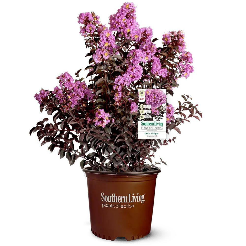 FIRST EDITIONS 2 Gal. Delta Eclipse Crape Myrtle Live Deciduous ShrubTree Burgundy Foliage Lavender Blooming 37732