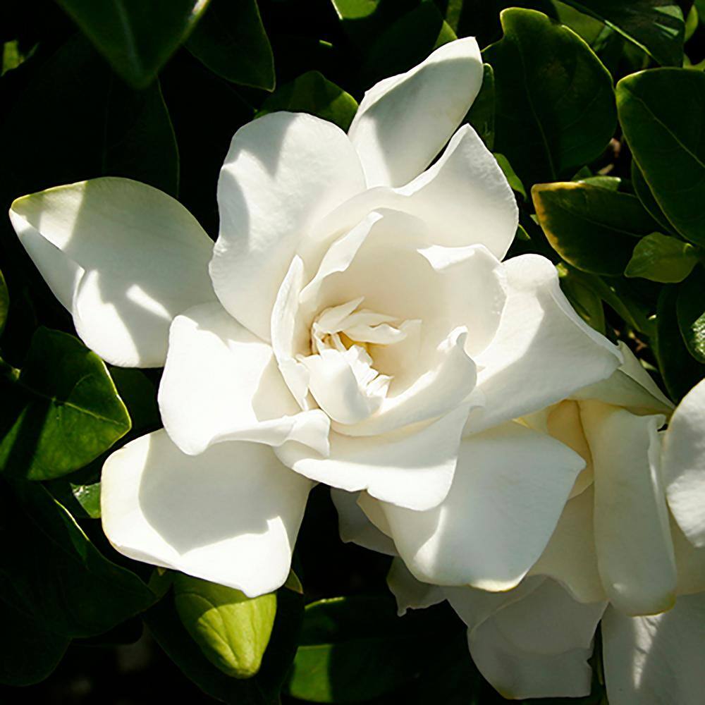 Southern Living 2 Gal. Jubilation Gardenia Shrub with Fragrant White Flowers 14424