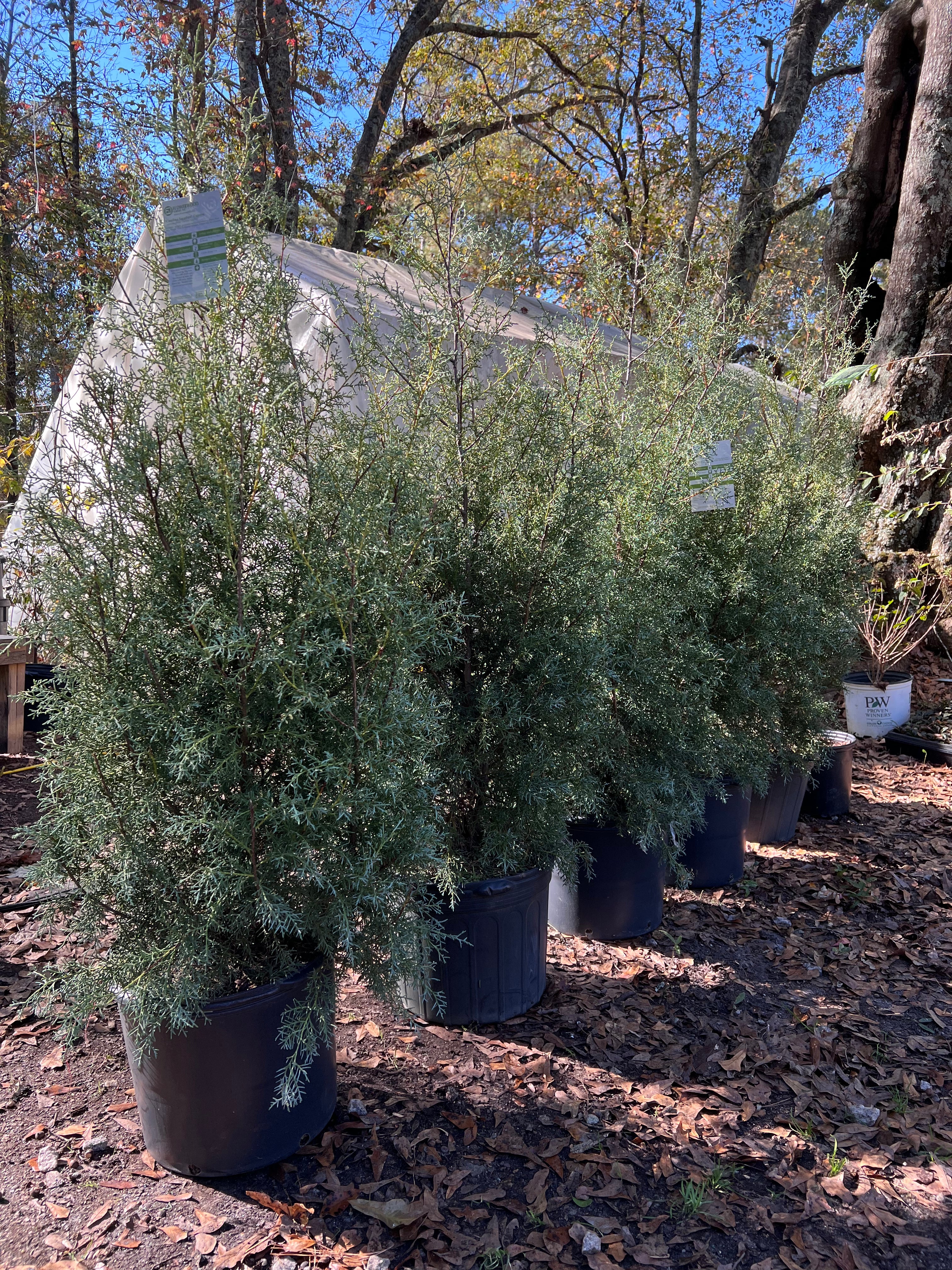 Carolina Sapphire Cypress Christmas Tree