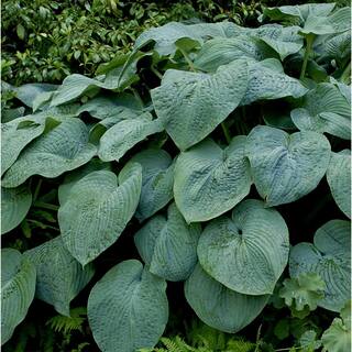 BELL NURSERY 1 Qt. Green Hosta Mix Live Flowering Perennial Plant (Pack of 4) HOSTAQTGR4PK