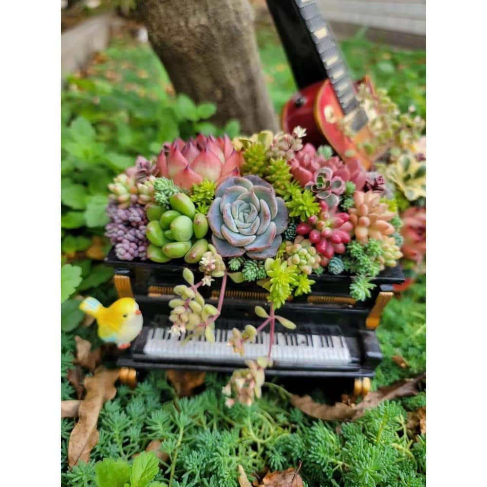 Cesicia Succulent Plants Collection Flowers with Piano Decorative Base DRZWPlant18